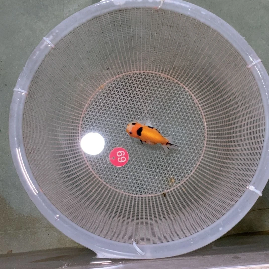 海水鱼我**你不包邮落地包损包健康