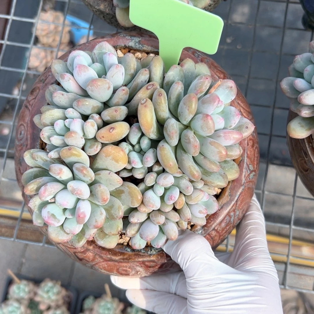 无花朵香香雪11111111