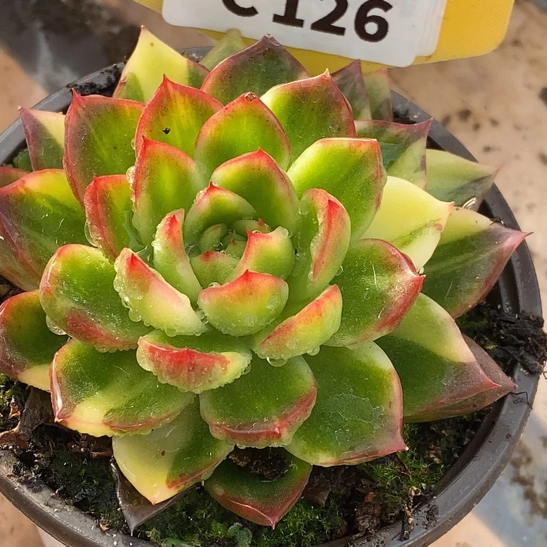 126福利哈哈哈哈哈哈