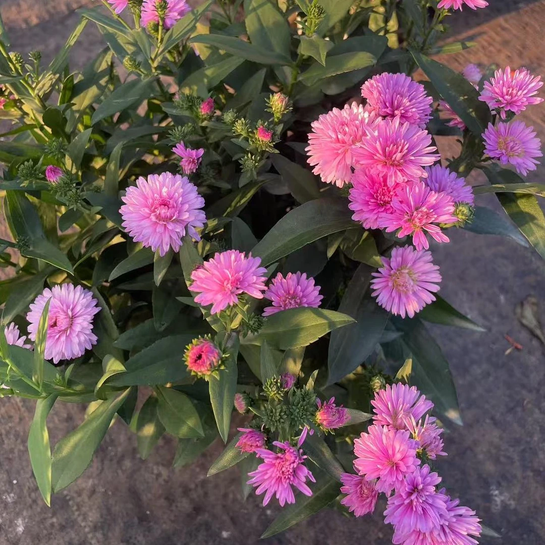 【翠菊  粉色】小菊花盆栽爆花机器易养护耐热耐寒