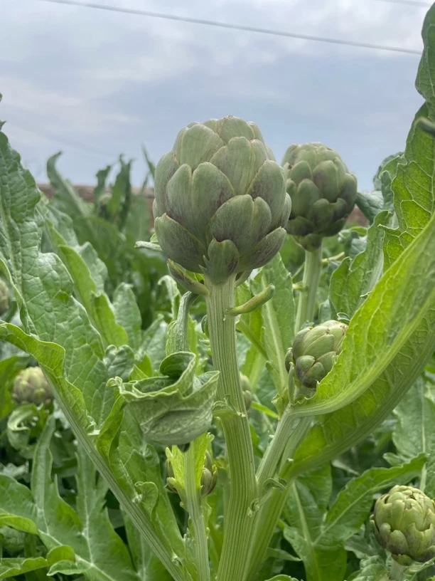 （洋蓟5斤）云南洋蓟朝鲜蓟5/2斤新鲜采摘天然好吃鲜嫩美味