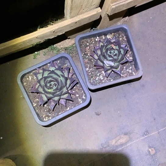 美肉特价活动开始啦