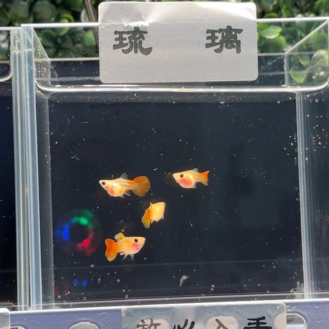 孔雀鱼特惠琉璃球体