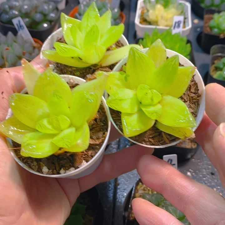 3盆黄金玉露黄金万两