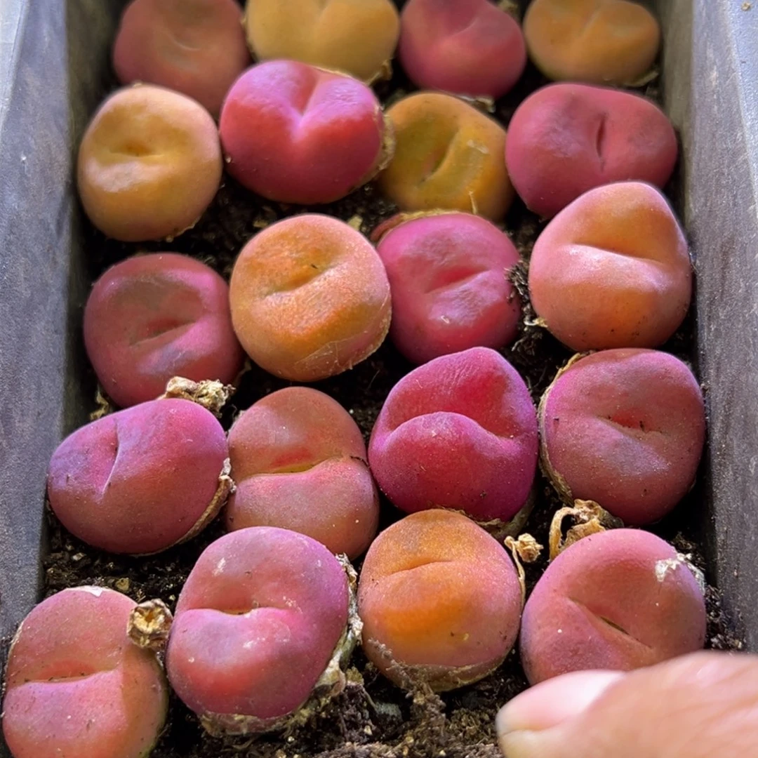 黑*单多肉植物1111111111111111