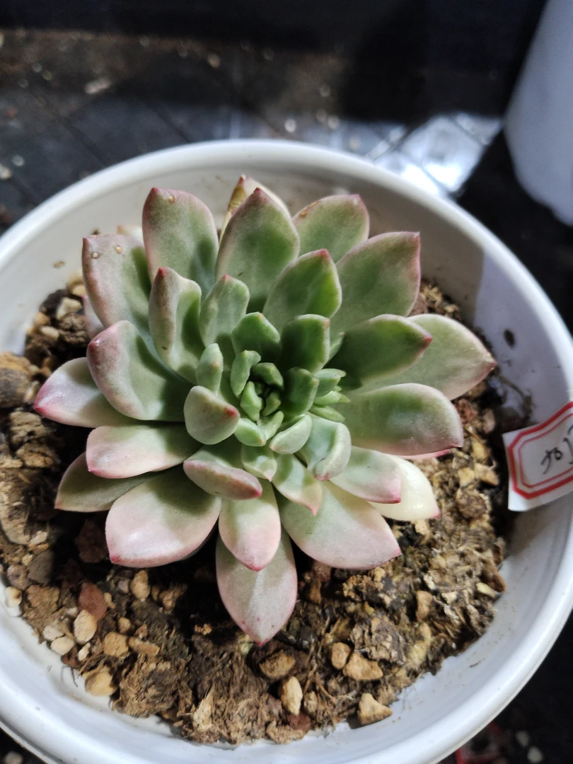 非偏远18包邮  一物一拍  11厘米盆 A505绿宝石锦