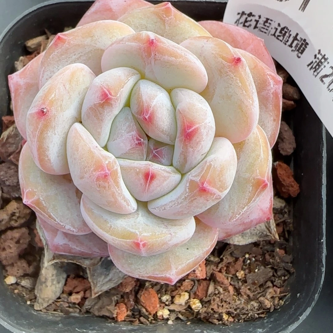 艾***9花语逸镜0209-751