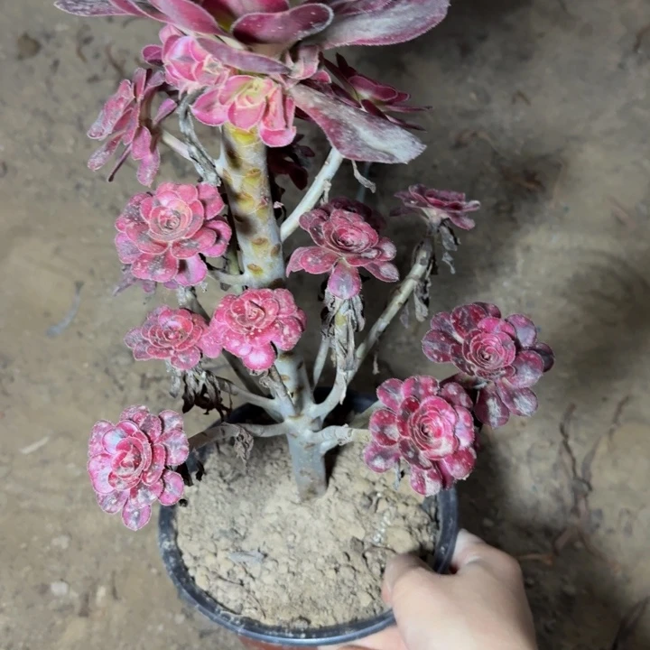 23609南香奈儿多肉植物