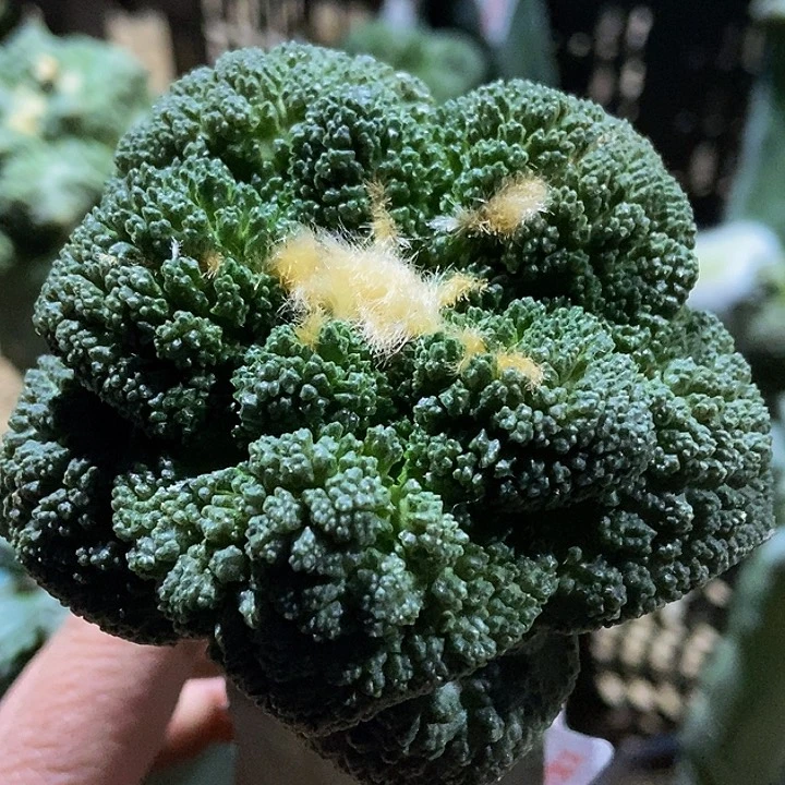 无花朵福利龙神大尤细密尤哥斯拉牡丹970