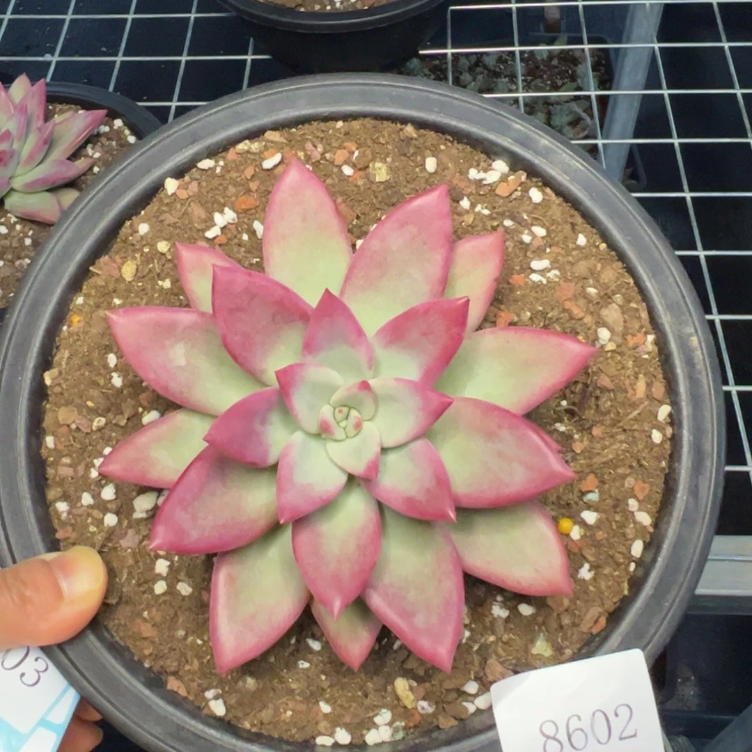 A**牛8602肉多哦多肉多哦