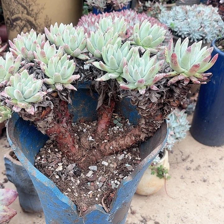 古**达仙女杯多肉植物