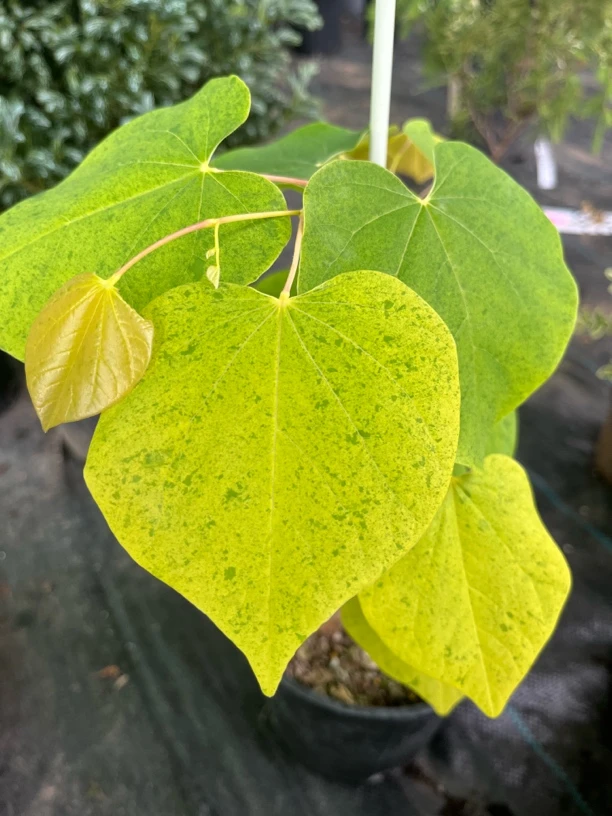紫荆—旭日东升、绿叶清新高植株观赏绿植