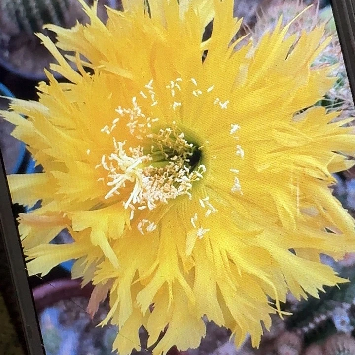 黄锯齿侧芽5公分左右毛花柱（20包邮）