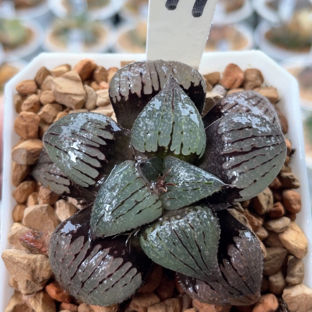 97丸叶亲指姬。