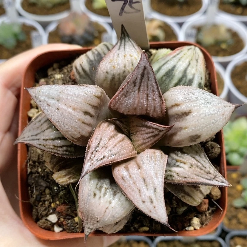 【闪购商品】75皇妃