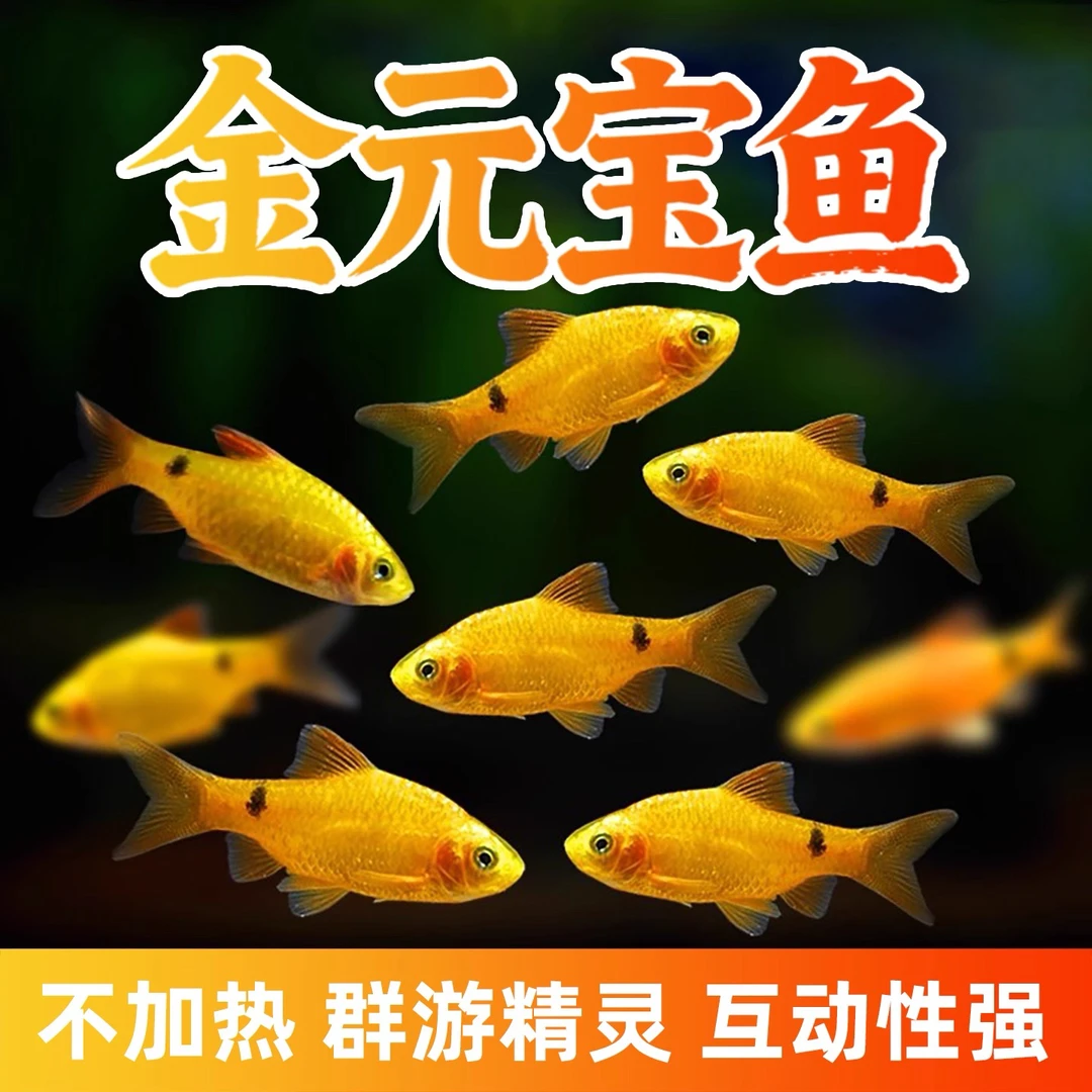 金元宝鱼 新手入门冷水观赏鱼 群游耐养招财进宝小型鱼