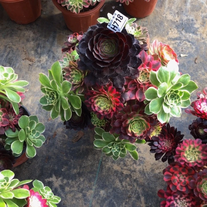 举***月嫁接多肉71800000000000