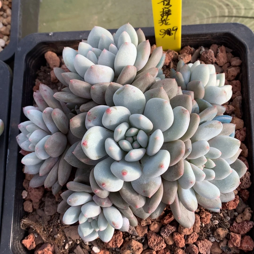 我们家的小姐姐们