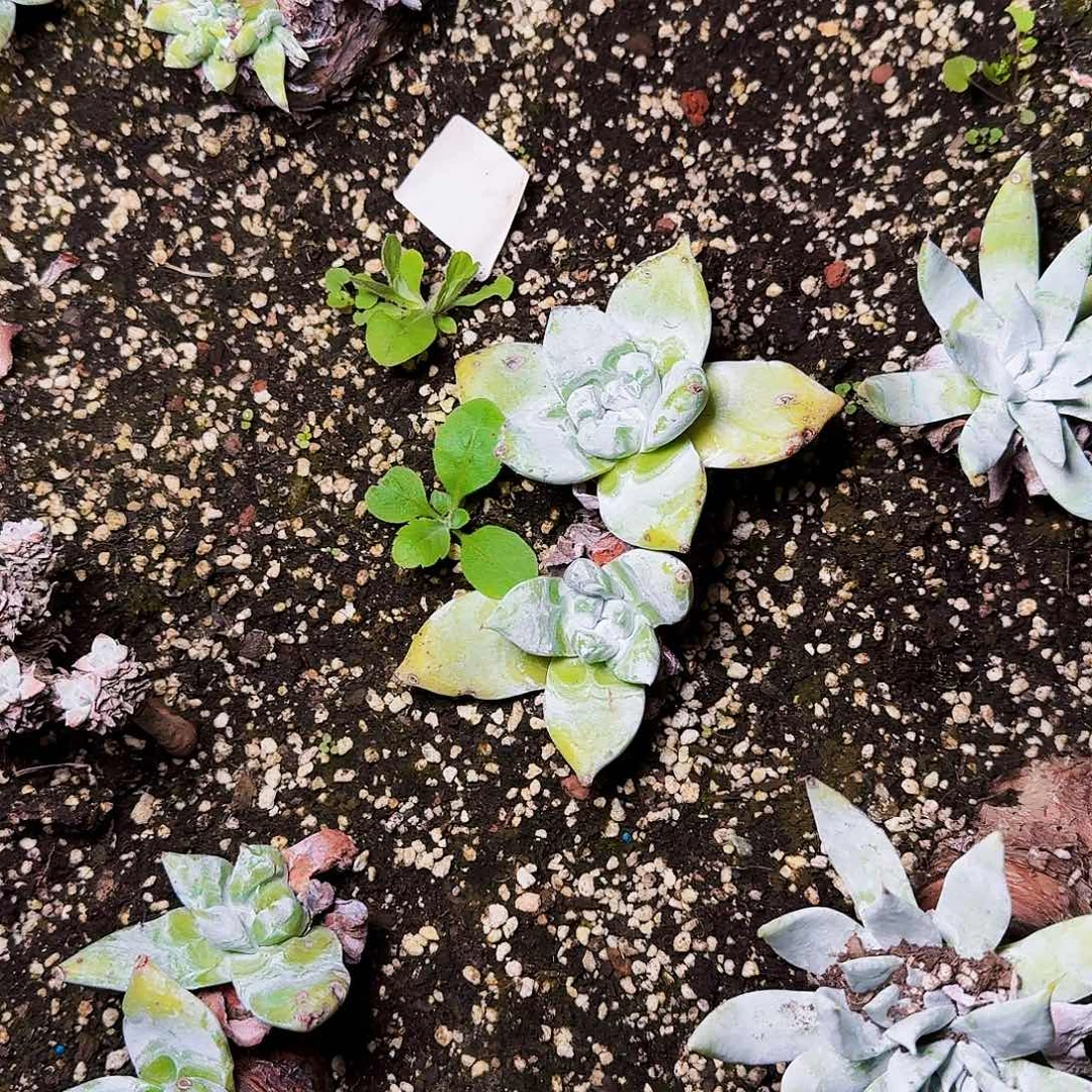 糊***糊1713拇指杂交多肉