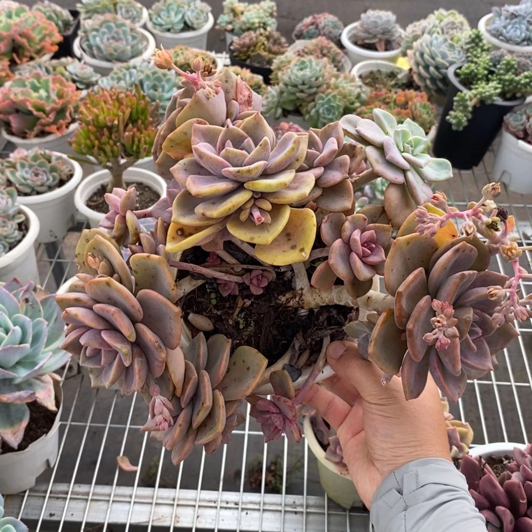 9200彩虹糖一物一拍
