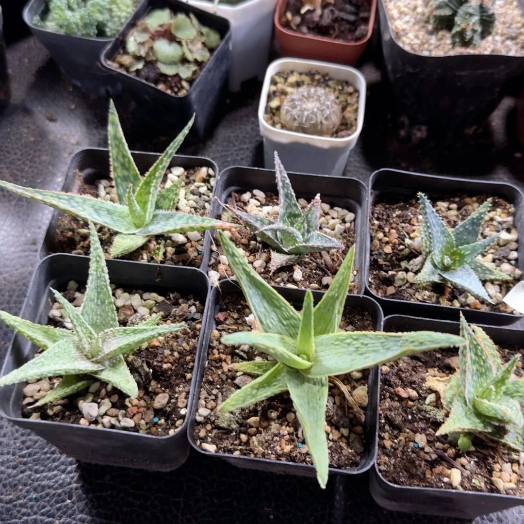751园艺芦荟6个一份脱土发货