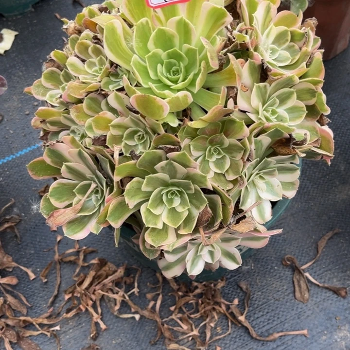 110男神多肉植物法师