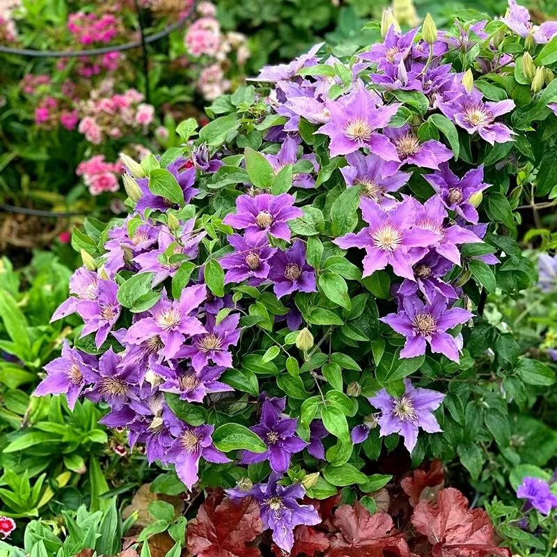 啤酒 铁线莲小苗