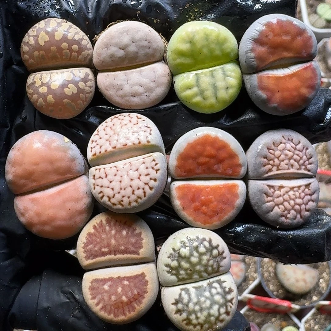 生石花111221。  172