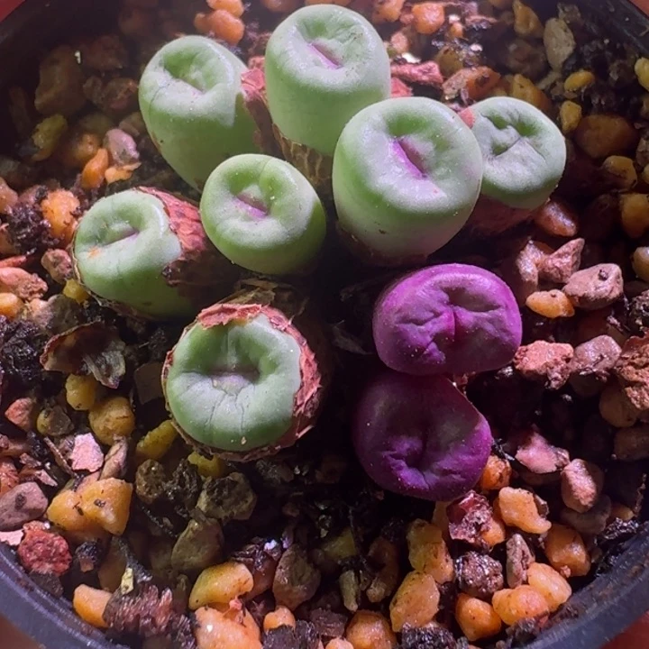 25号9头小红嘴没根一物一拍