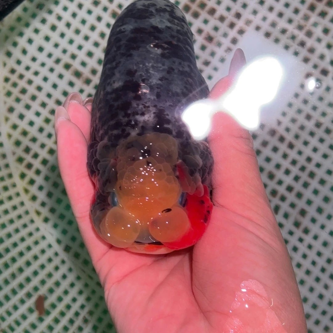 小***3金鱼兰寿金鱼活体淡水观赏鱼