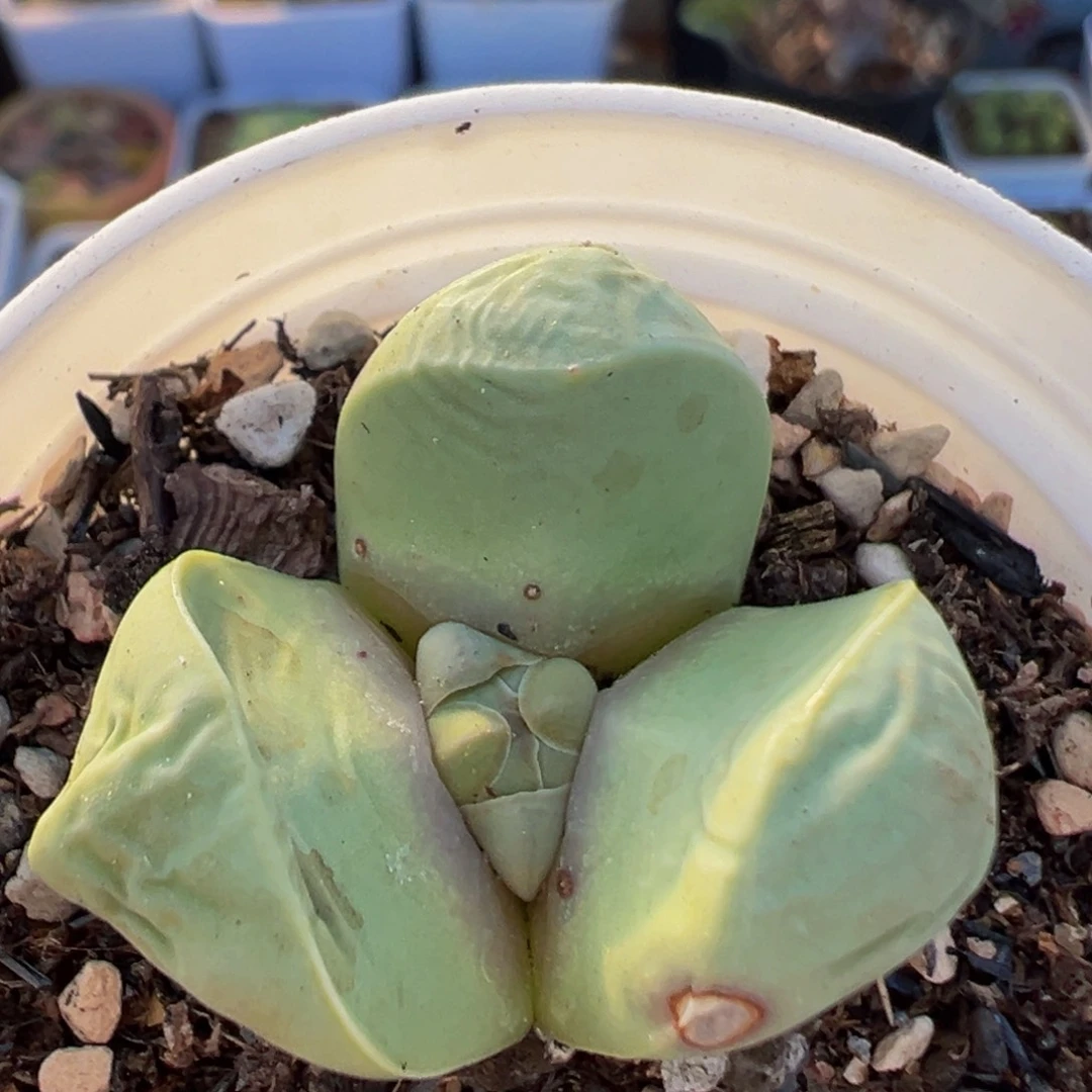 161多肉植物百科植物