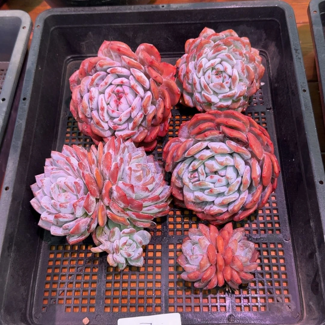 7号橙梦露整筐脱土发货