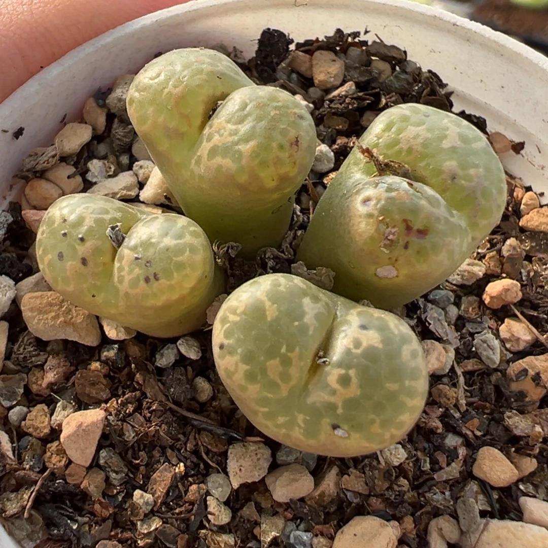 181多肉植物种类多样