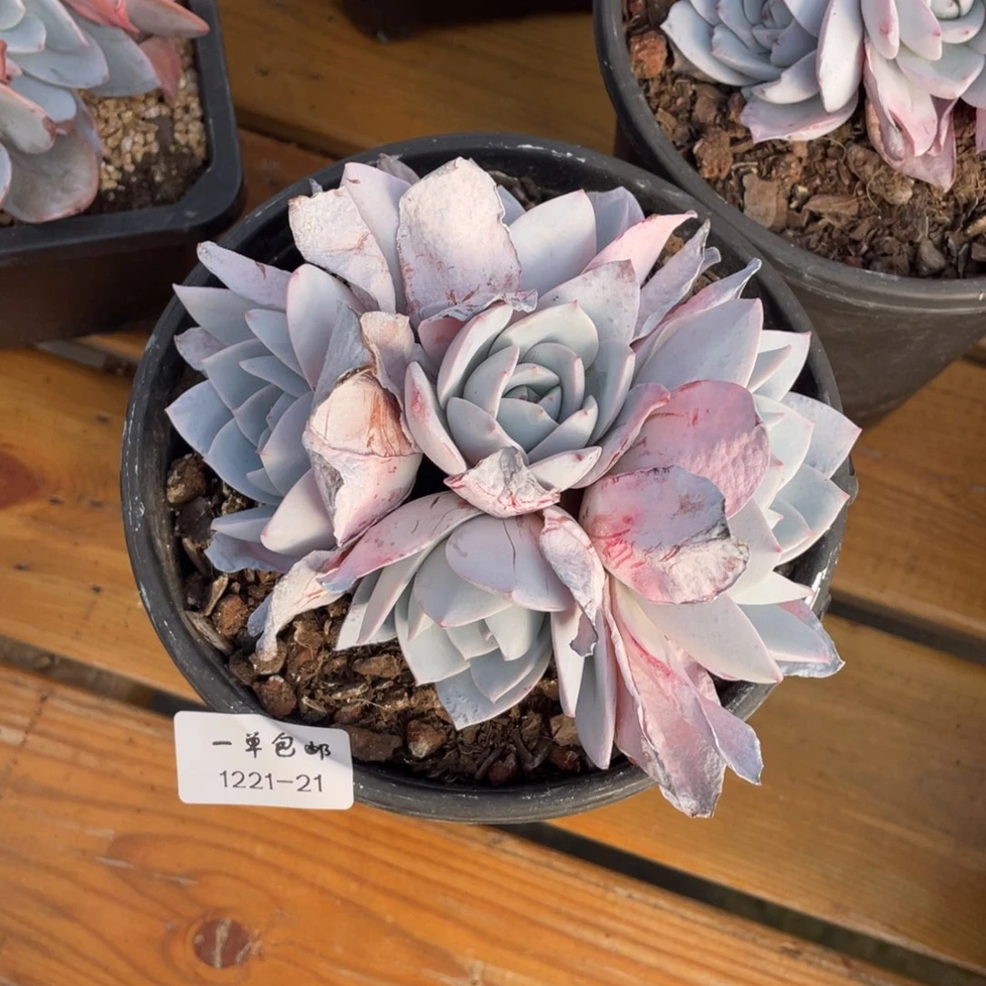 1221-21白莲，，，，，，，，