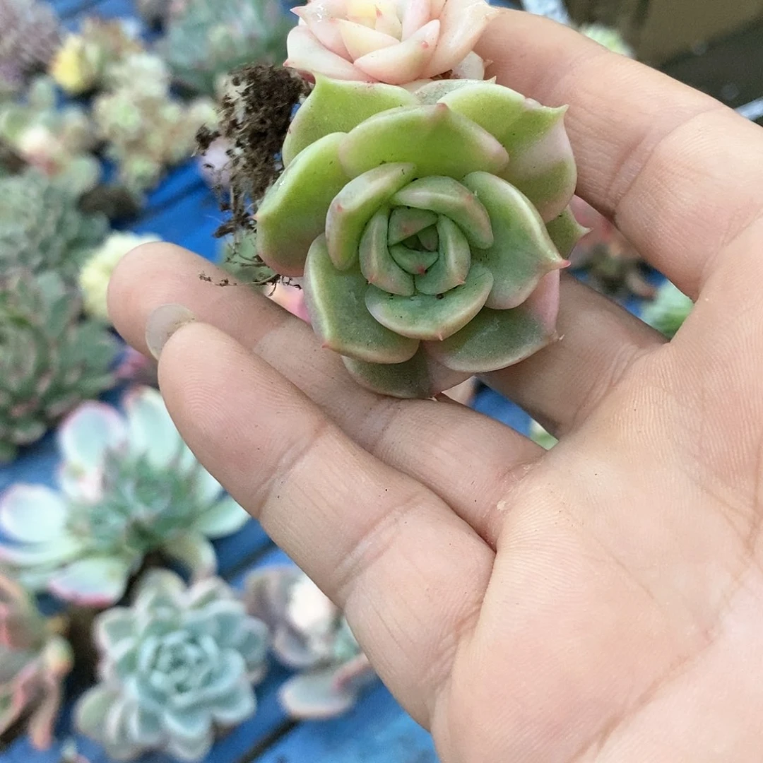 492贝加尔湖富伦锦多肉植物哇啦塞