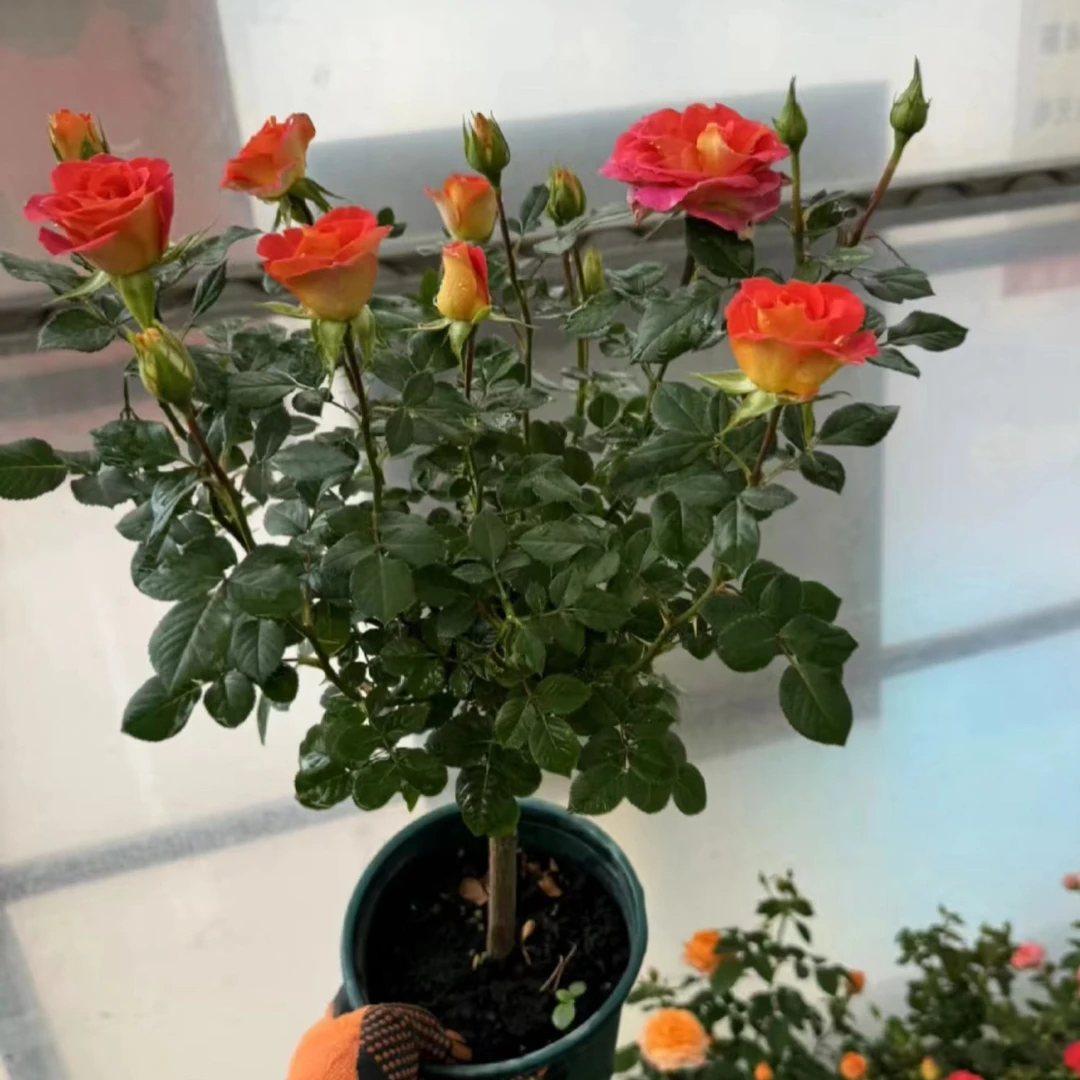 福利品 棒棒糖月季一物一拍