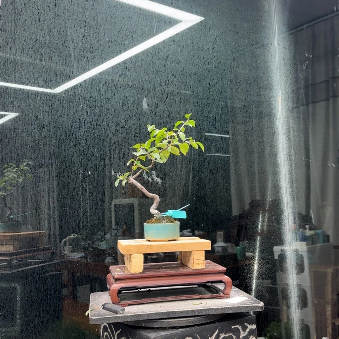 浮***生无花朵花卉苗木等作物为