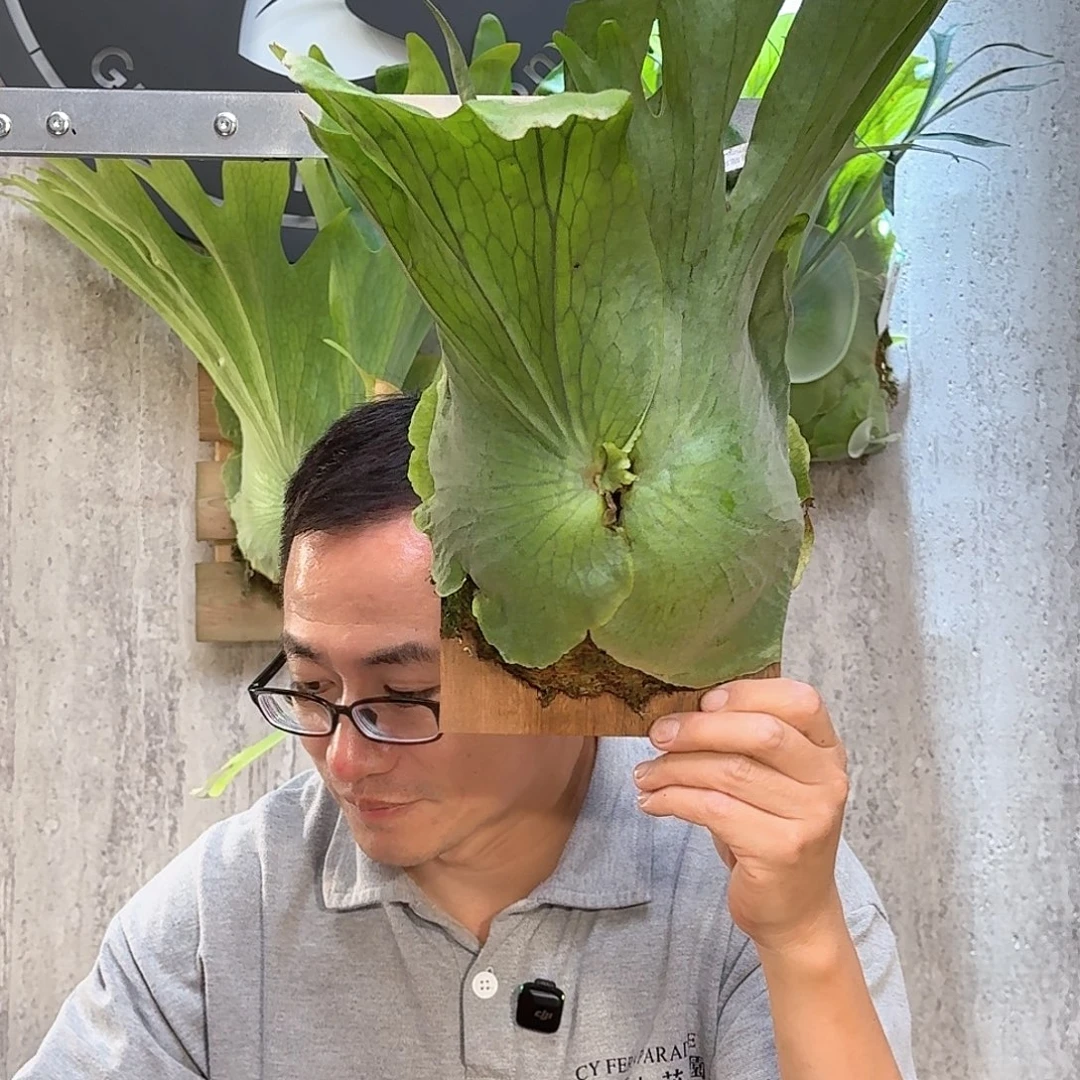 完全开放何其美鹿角蕨