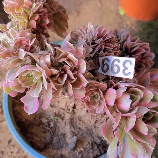 S***梅多肉植物一个女巫