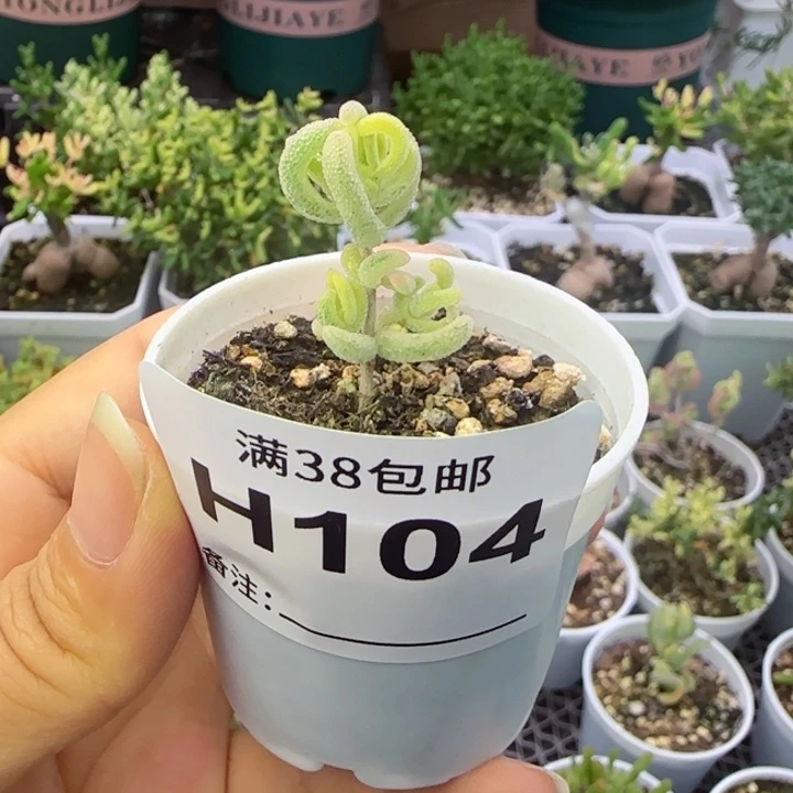 多肉植物枝干超白