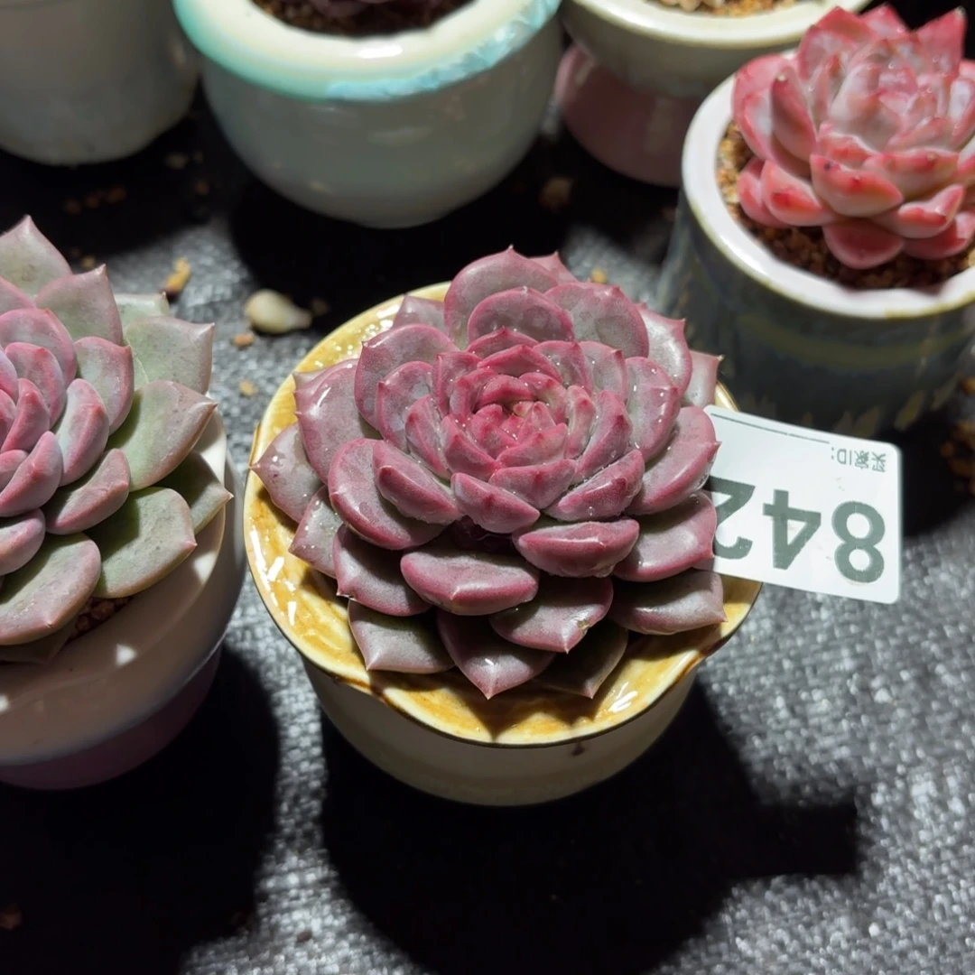 佑***桉紫雪多肉带盆发货842