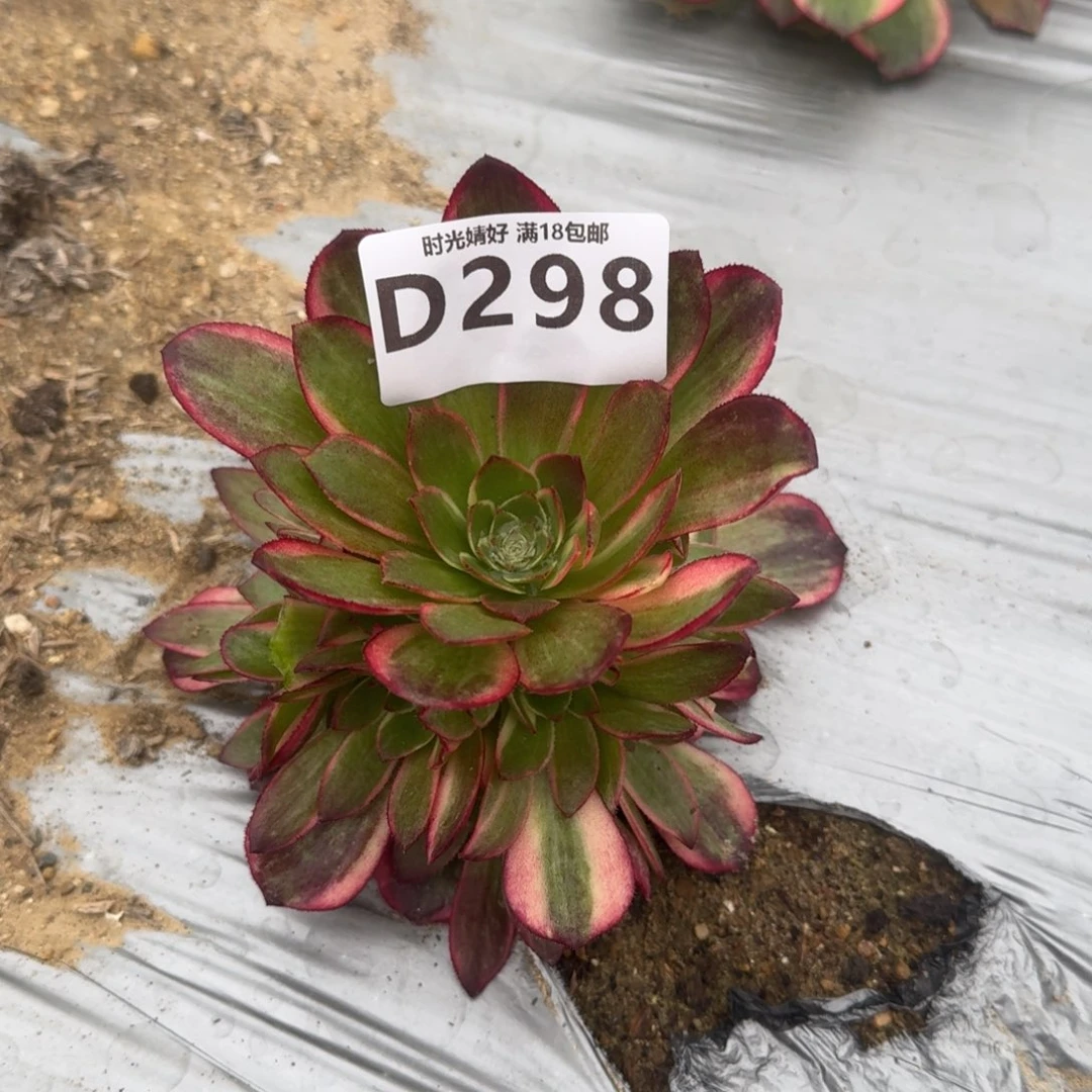 298黑魔锦多肉植物