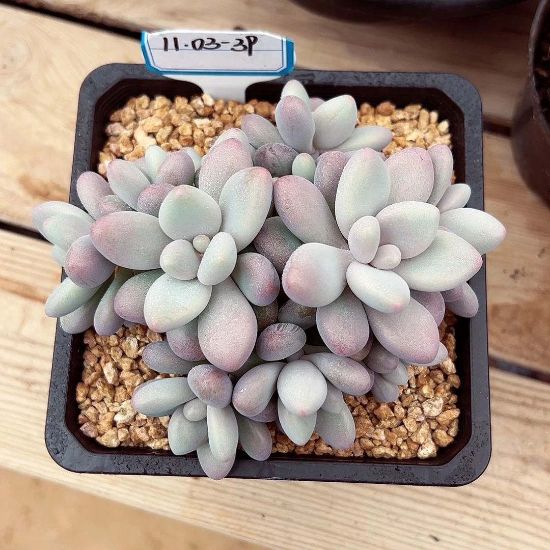 1103-39蜜多莉群。。