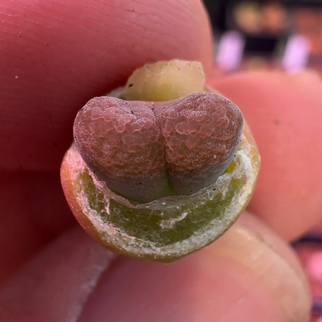 云缦精品番杏7.84