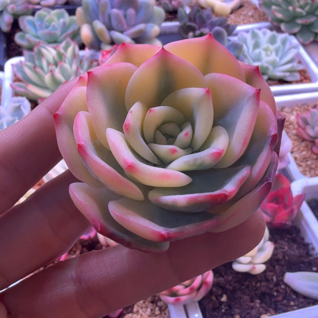 三文鱼锦 多肉植物