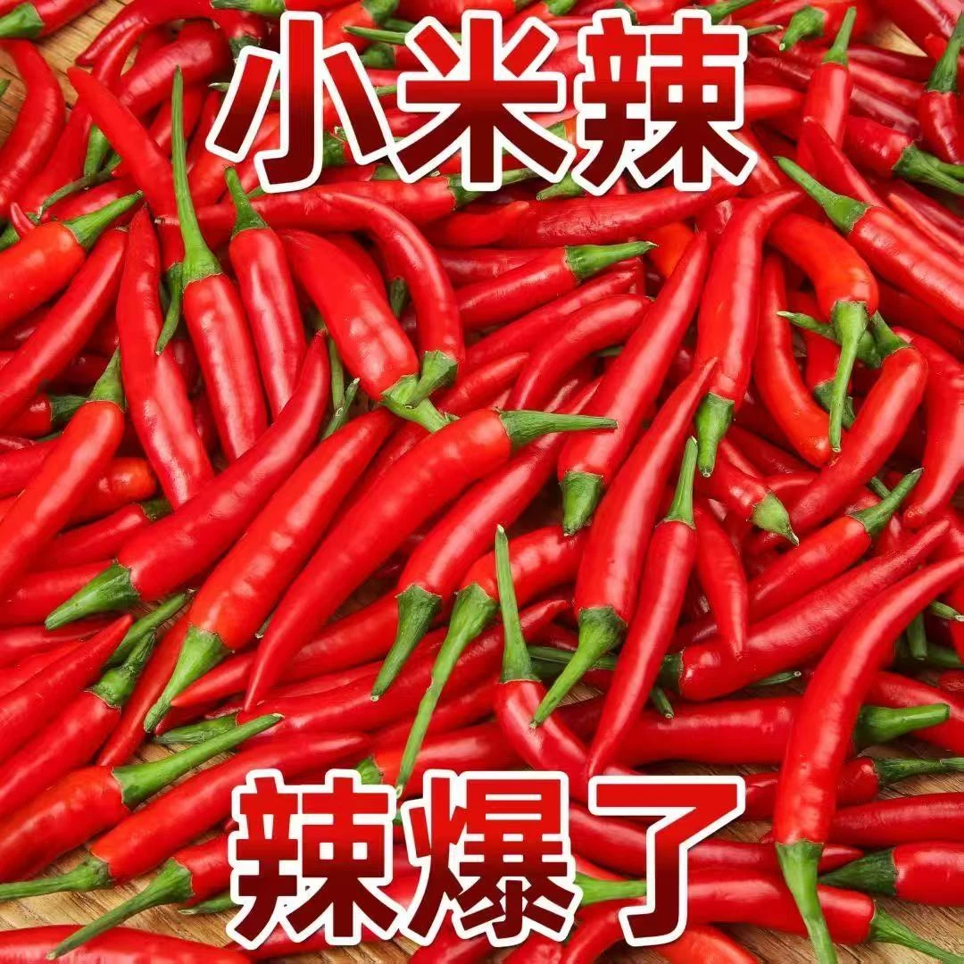 【现货】小米辣椒正宗新鲜现摘特蔬菜魔鬼红辣椒朝天椒批发小米辣