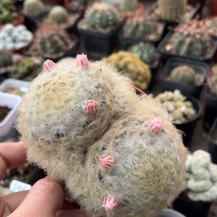 仙人球一物一拍实生