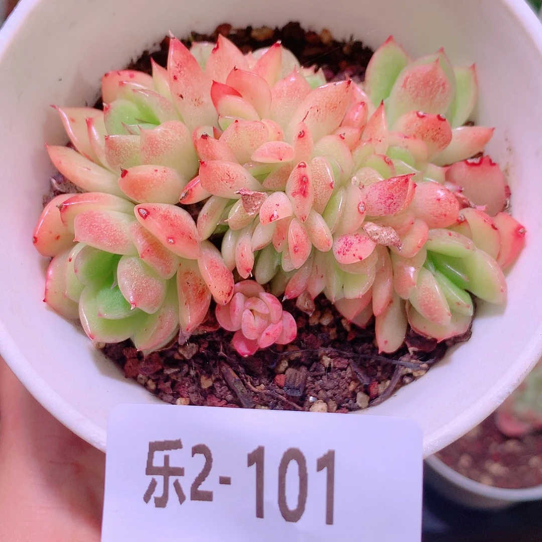 乐然2-101 新品缀化