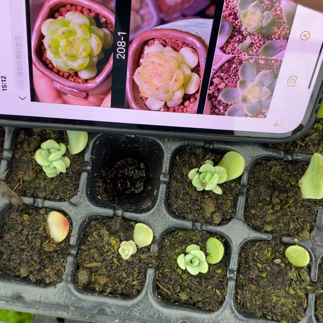 穴盘甜心208-1小小苗一个多肉