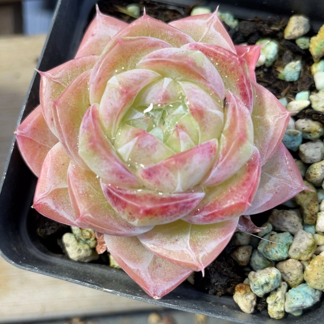 优选奶芙珍妮多肉1953